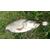Блесна RB  Пеликан 21гр 01